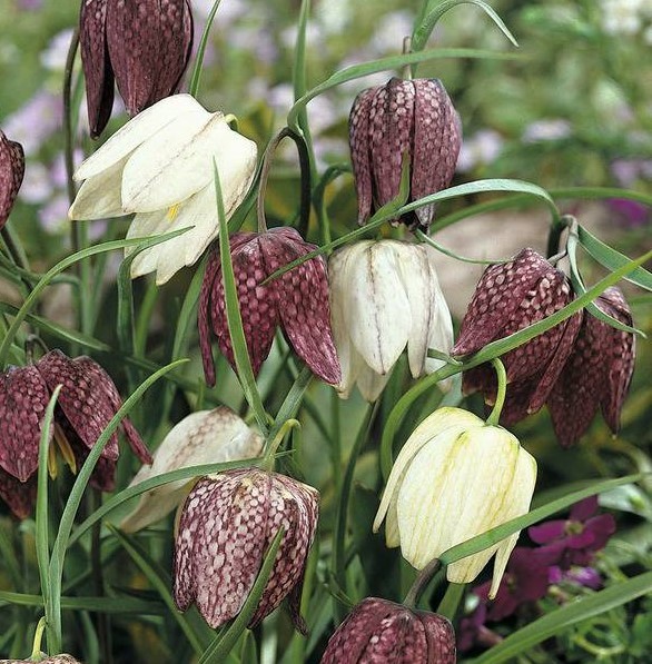  Fritillaria meleagris (mixed) 