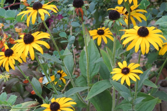  Rudbeckia fulgida var deamii 