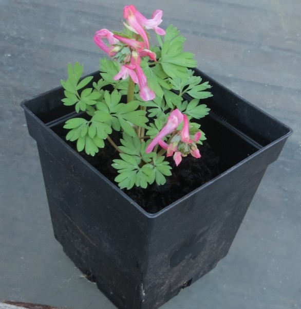 Corydalis solida Beth Evans