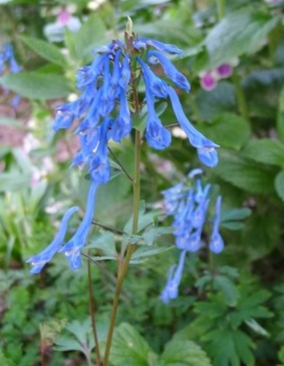  Corydalis Tory MP