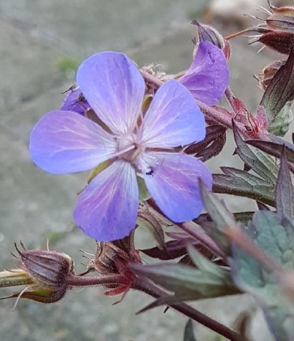  Geranium pratense Victor Reiter Strain