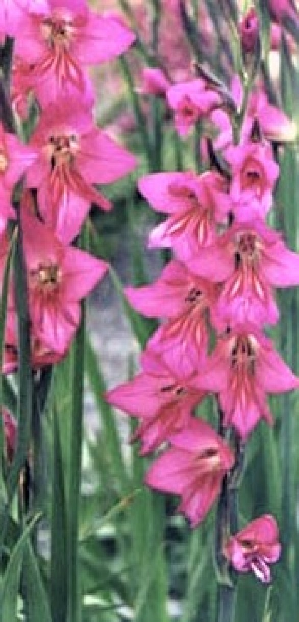  Gladiolus communis subsp byzantinus 