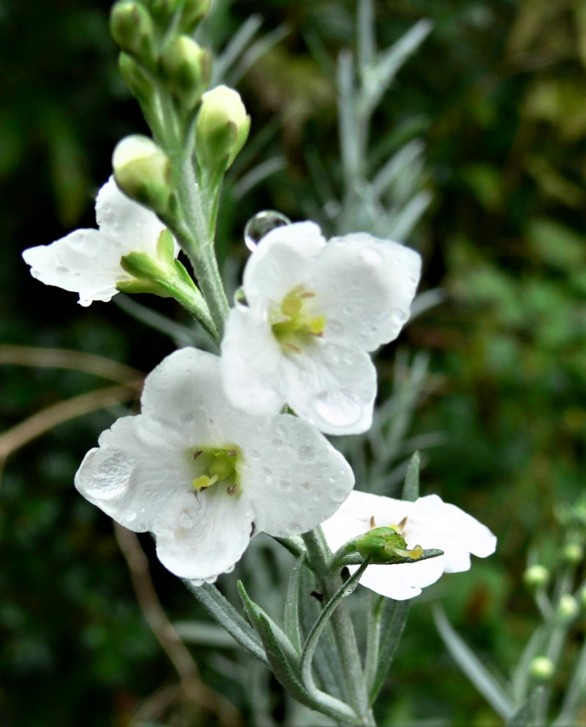  Gomphostigma virgatum 