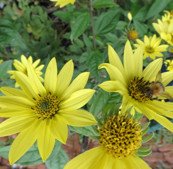  Helianthus Lemon Queen