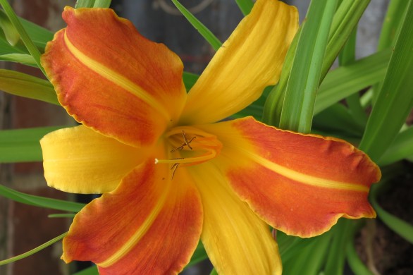  Hemerocallis Frans Hal