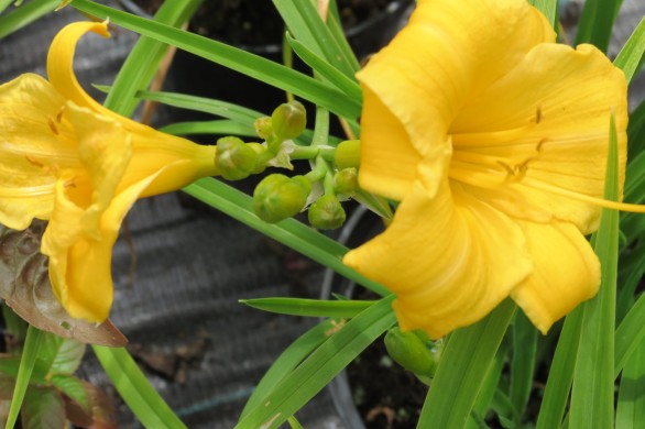  Hemerocallis Stella de Oro