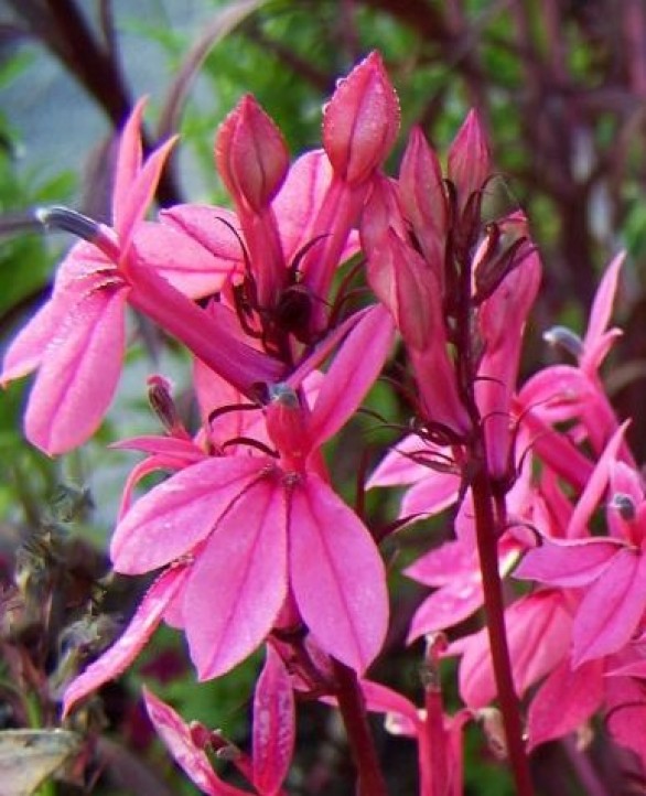  Lobelia x speciosa Russian Princess
