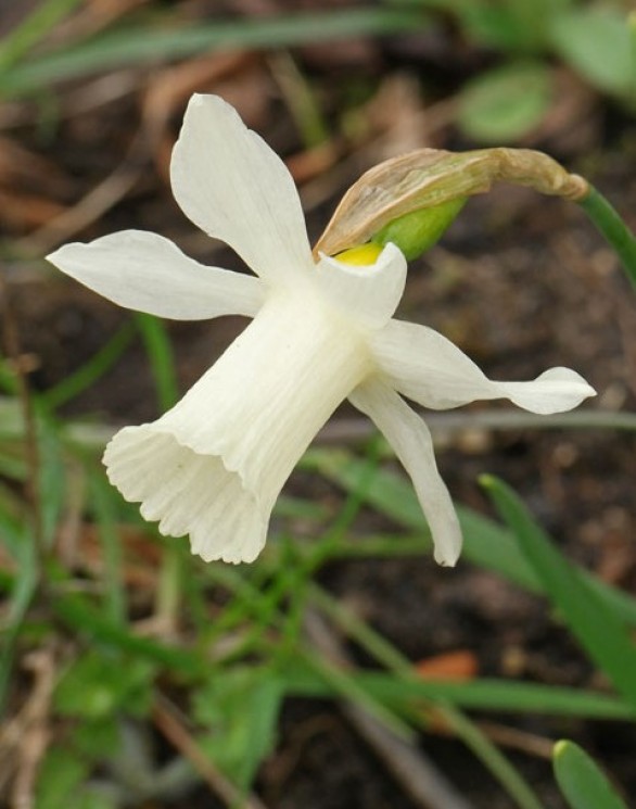  Narcissus Elka