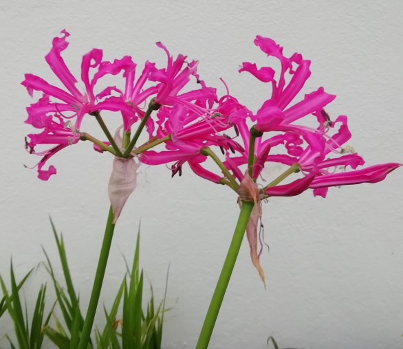  Nerine bowdenii Isabel
