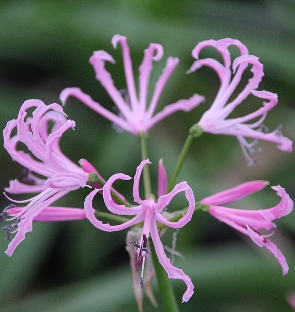  Nerine undulata 