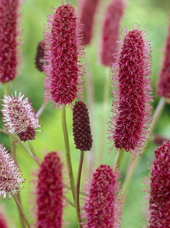  Sanguisorba menziesii 
