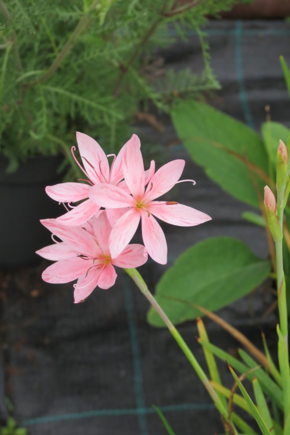 Schizostylis coccinea Mollie Gould