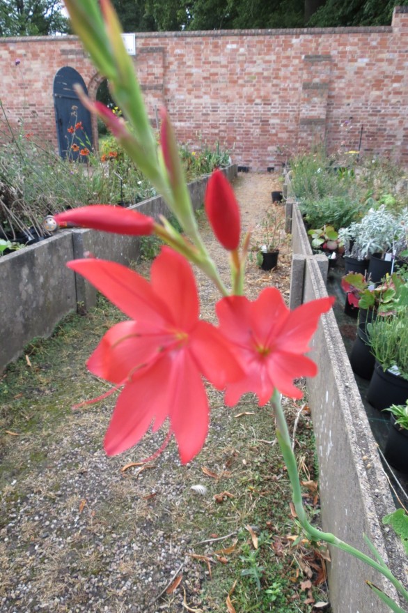  Hesperantha coccinea Major