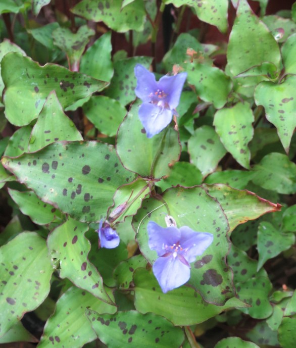  Tinantia pringlei Aim 77 