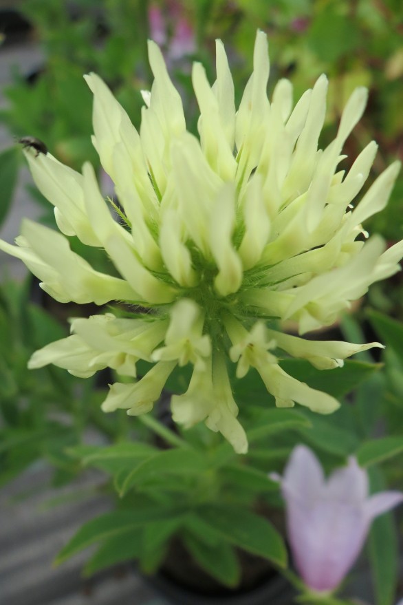  Trifolium ochroleucon 