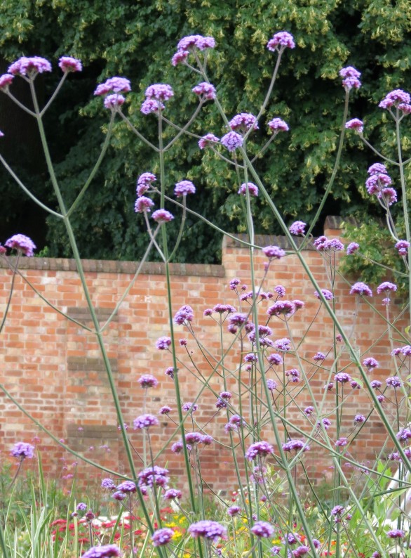  Verbena bonariensis 