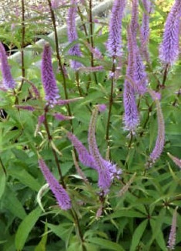  Veronicastrum virginicum Temptation