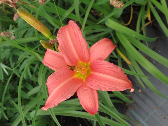  Hemerocallis Pink Damask