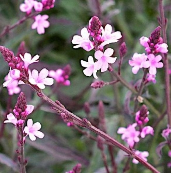  Verbena officianalis var grandiflora Bampton
