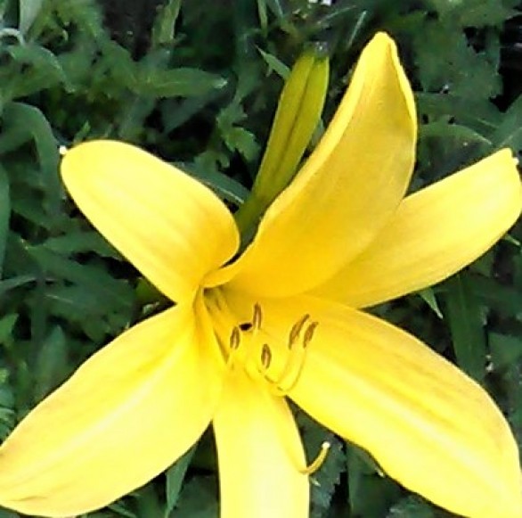  Hemerocallis lilioasphodelus 