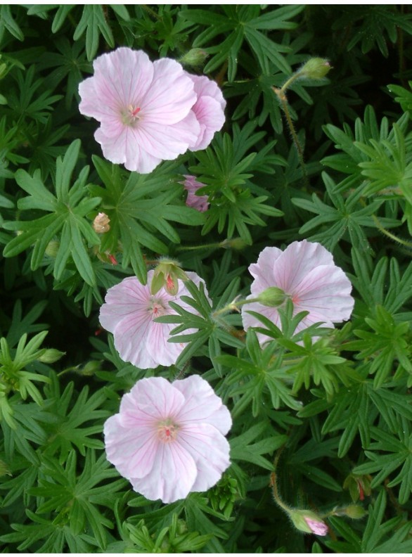  Geranium sanguineum var striatum 