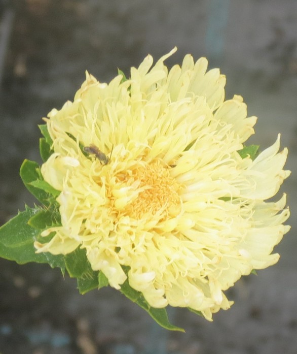  Stokesia laevis Mary Gregory