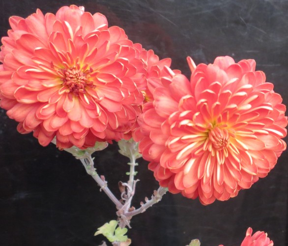  Chrysanthemum Chelsea Physic Garden