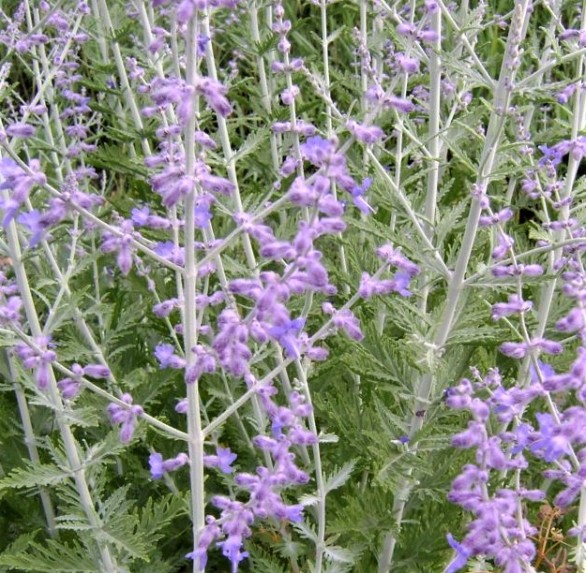  Salvia subgenus perovskia (formerly Perovskia) Blue Spire