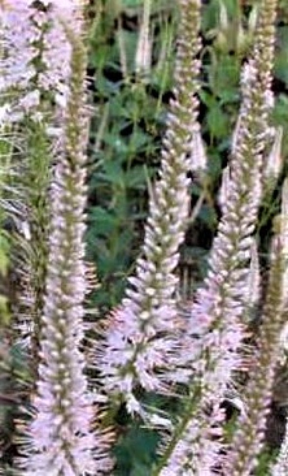  Veronicastrum virginicum Pink Glow