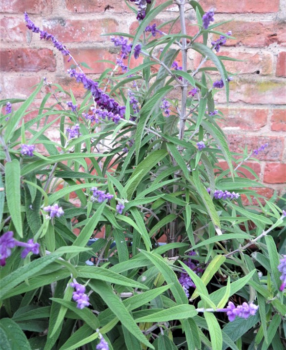  Salvia leucantha 
