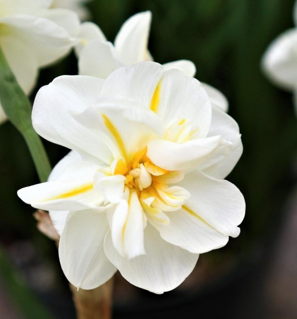  Narcissus Sir Winston Churchill