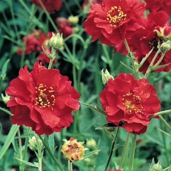 Geum Mrs J Bradshaw