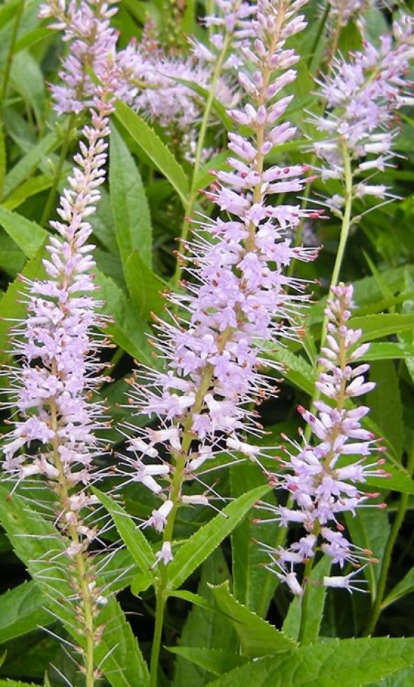  Veronicastrum virginicum Lavendelturm
