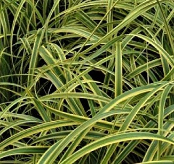  Carex trifida 'Rekohu Sunrise'