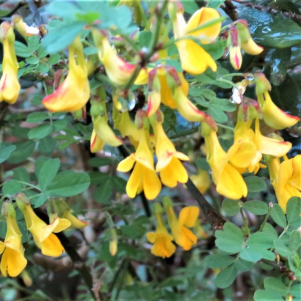  Coronilla emerus 