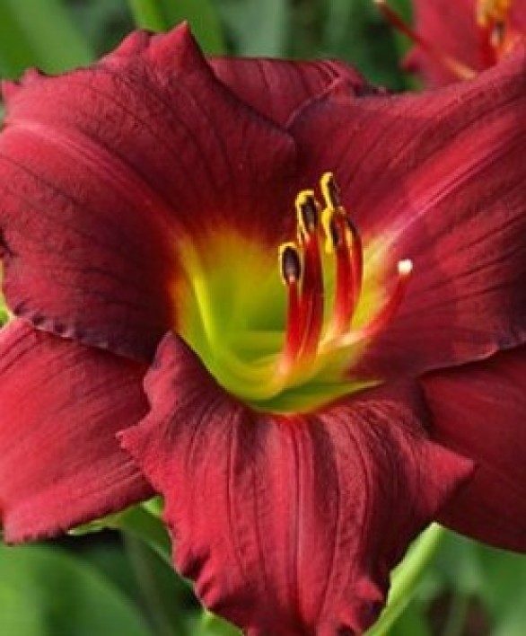  Hemerocallis Pardon Me