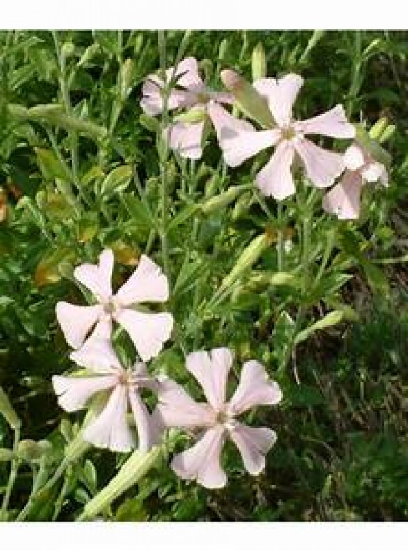  Silene schafta 