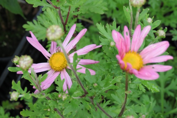  Chrysanthemum Clara Curtis