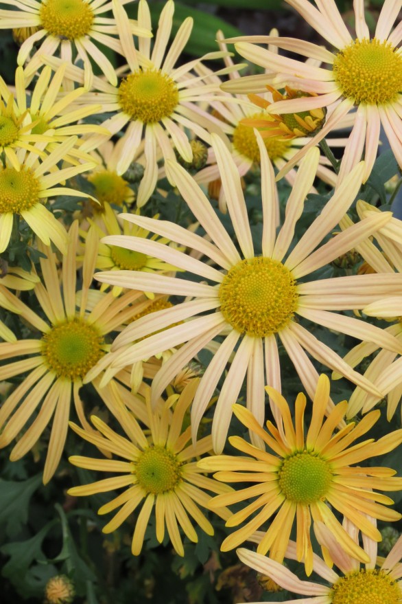  Chrysanthemum Mary Stoker