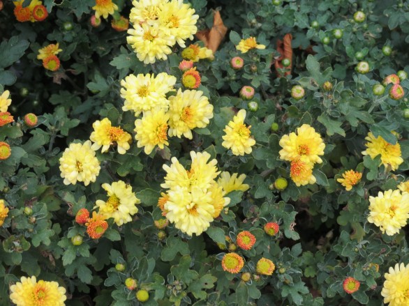  Chrysanthemum Nantyderry Sunshine